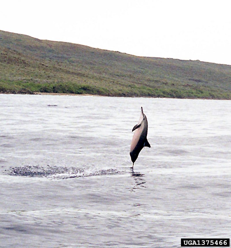 Spinner Dolphin (Stenella longirostris) {!--긴부리돌고래-->; DISPLAY FULL IMAGE.