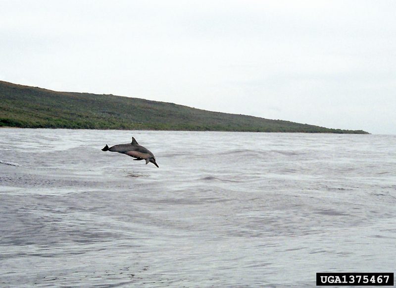 Spinner Dolphin (Stenella longirostris) {!--긴부리돌고래-->; DISPLAY FULL IMAGE.