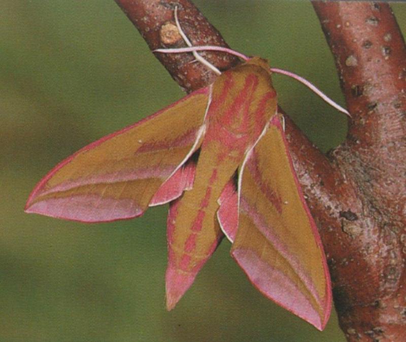 Elephant Hawk-moth (Deilephila elpenor) {!--주홍박각시-->; DISPLAY FULL IMAGE.