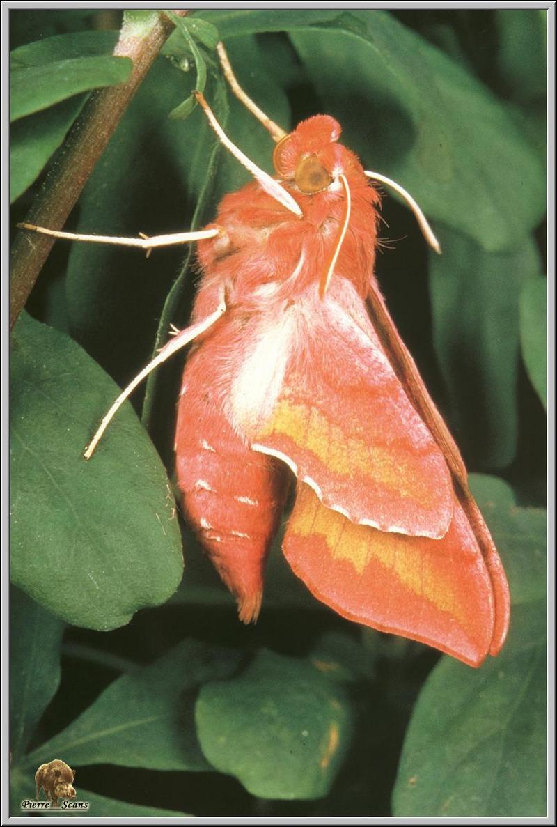 Small Elephant Hawk-moth (Deilephila porcellus) {!--쇠주홍박각시-->; DISPLAY FULL IMAGE.