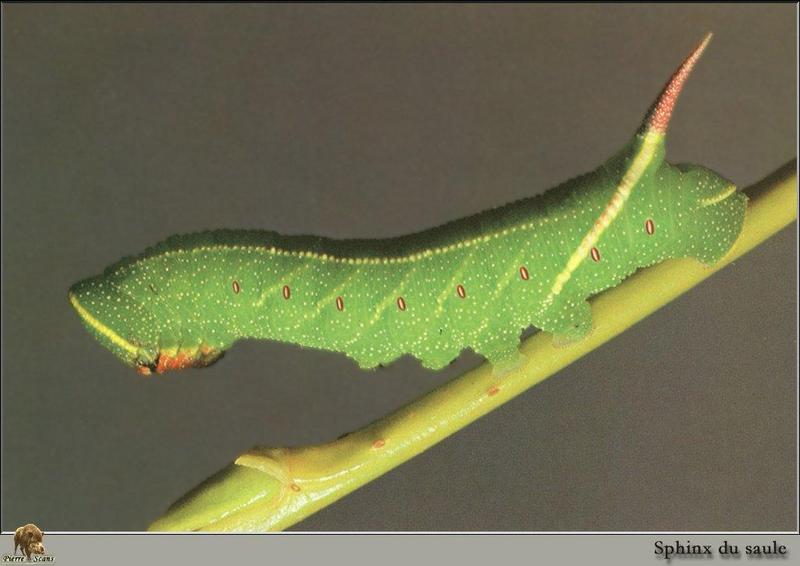 One-eyed Sphinx (Smerinthus cerisyi) larva {!--북아메리카뱀눈박각시 애벌레-->; DISPLAY FULL IMAGE.