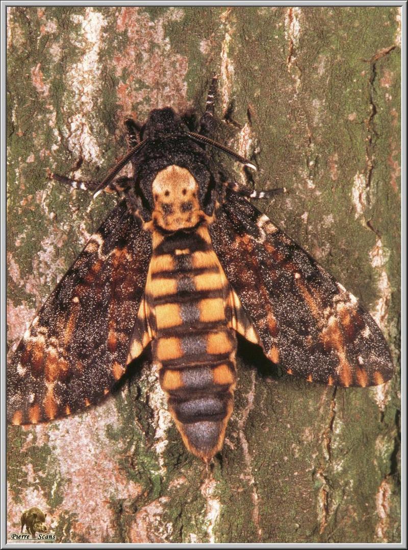 African Death's Head Hawkmoth (Acherontia atropos) {!--해골박각시-->; DISPLAY FULL IMAGE.