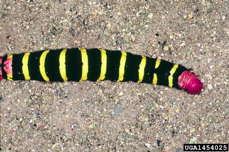 Frangipani Hawkmoth caterpillar (Pseudosphinx tetrio) {!--박각시나방류 애벌레-->; DISPLAY FULL IMAGE.