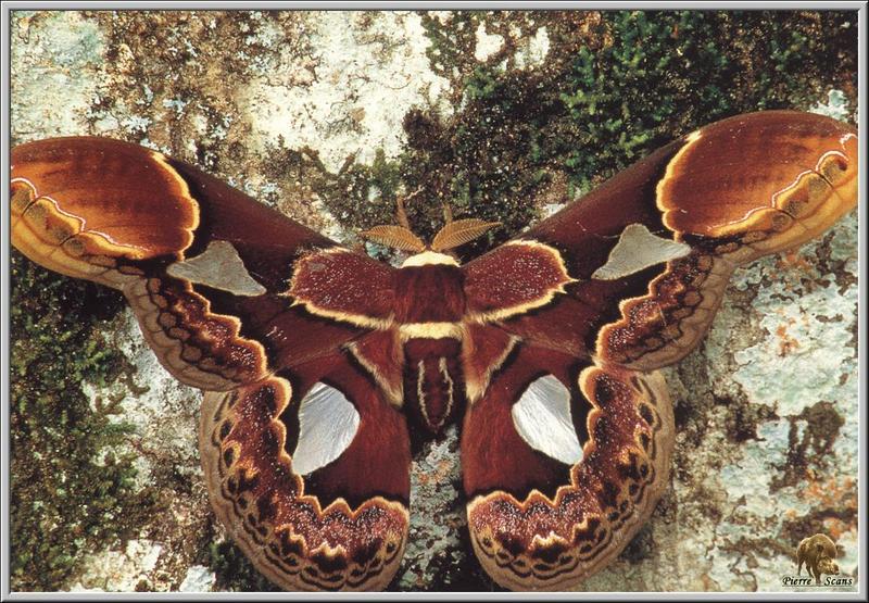 Silkmoth (Saturniidae) {!--산누에나방과-->; DISPLAY FULL IMAGE.