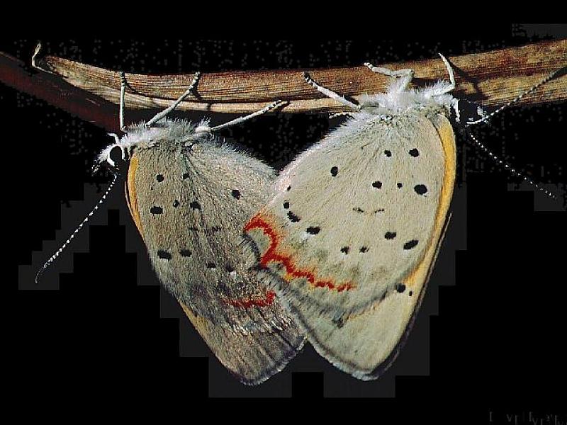 Small Copper Butterfly (Lycaena phlaeas) {!--작은주홍부전나비-->; DISPLAY FULL IMAGE.