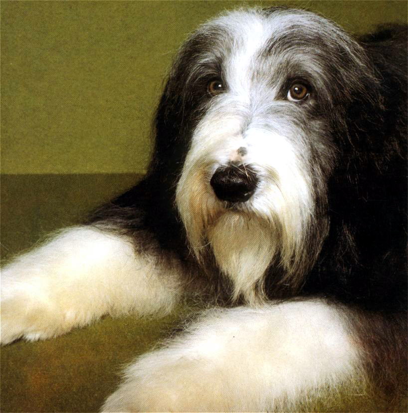 Bearded Collie; DISPLAY FULL IMAGE.