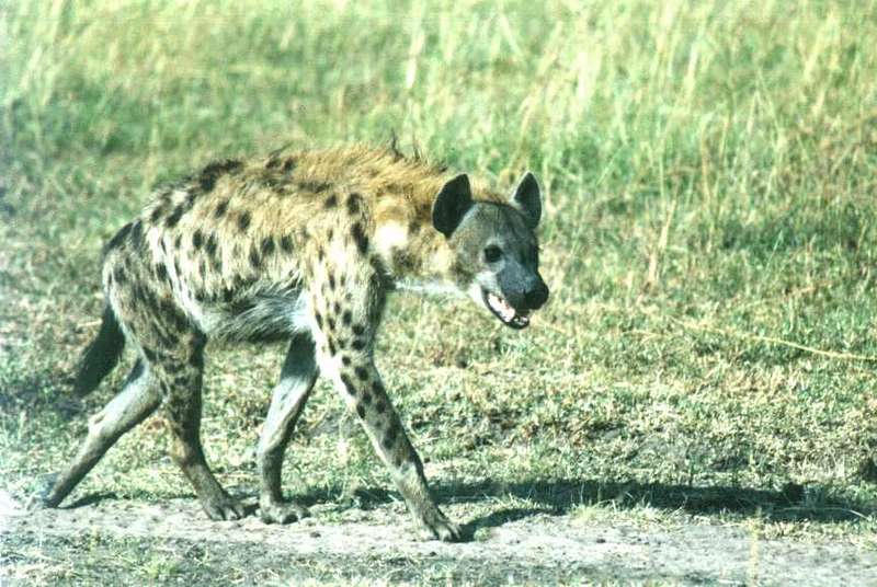 Spotted Hyena; DISPLAY FULL IMAGE.