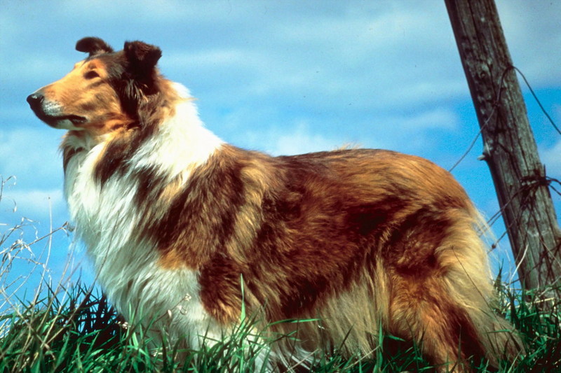 Shetland Sheepdog; DISPLAY FULL IMAGE.