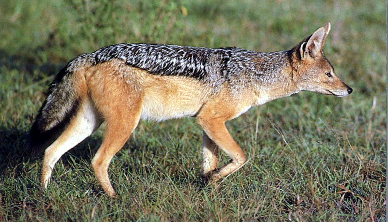 Black-backed Jackal; DISPLAY FULL IMAGE.