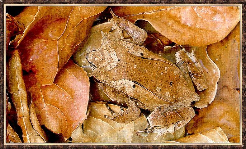 Malayan Horned Frog (Megophrys nasuta) {!--말레이뿔잎개구리-->; DISPLAY FULL IMAGE.