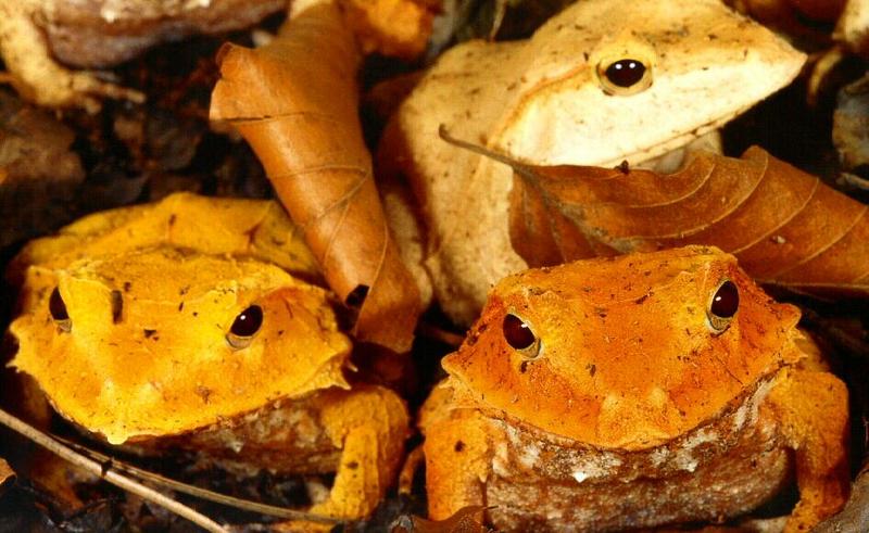 Solomon Island Eyelash Frog (Ceratobatrachus guentheri) {!--솔로몬눈썹개구리-->; DISPLAY FULL IMAGE.