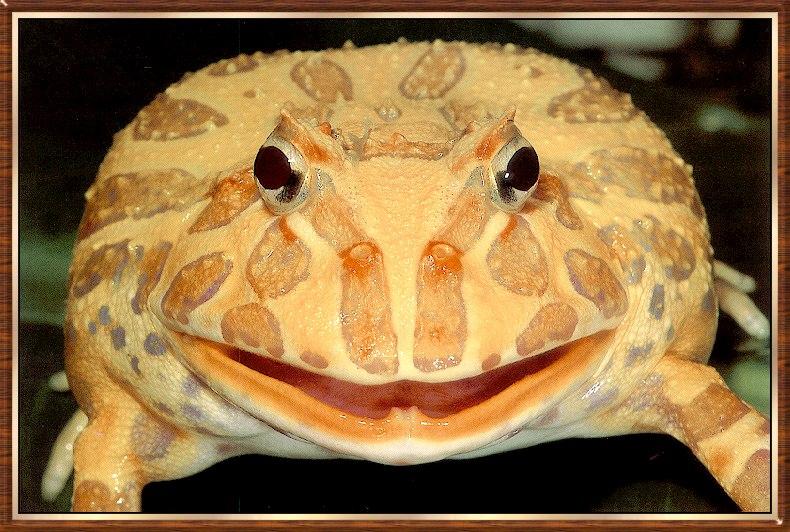 Argentine Horned Frog (Ceratophrys ornata) {!--아르헨티나뿔개구리-->; DISPLAY FULL IMAGE.