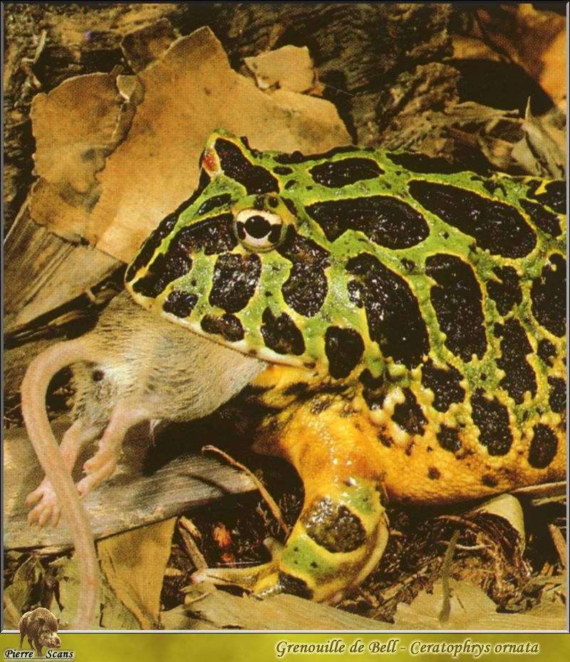 Argentine Horned Frog (Ceratophrys ornata) {!--아르헨티나뿔개구리-->; DISPLAY FULL IMAGE.