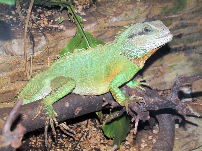 Asian Water Dragon (Physignathus cocincinus) {!--중국물용도마뱀-->; DISPLAY FULL IMAGE.
