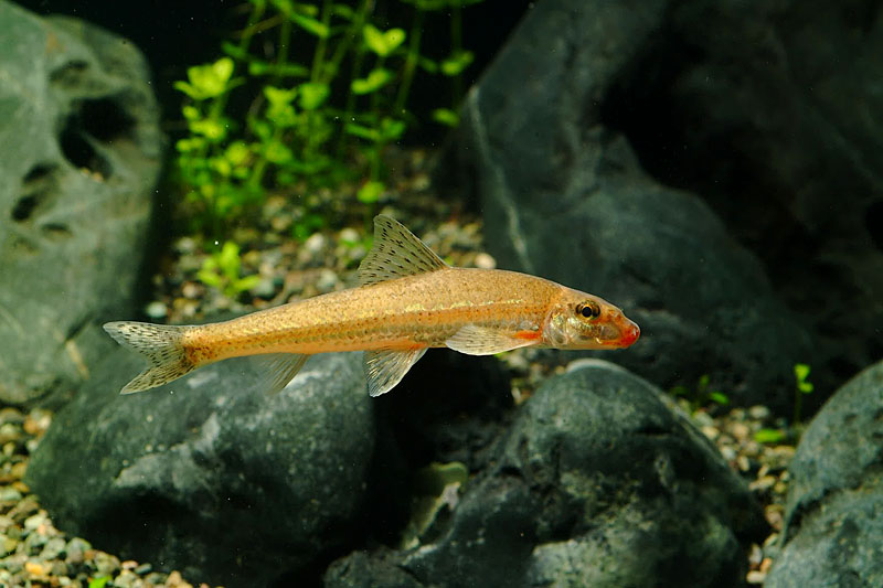 모래주사 Microphysogobio koreensis; DISPLAY FULL IMAGE.