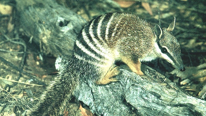 Numbat; DISPLAY FULL IMAGE.