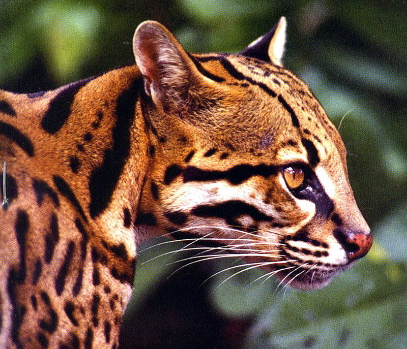 Ocelot (face); DISPLAY FULL IMAGE.