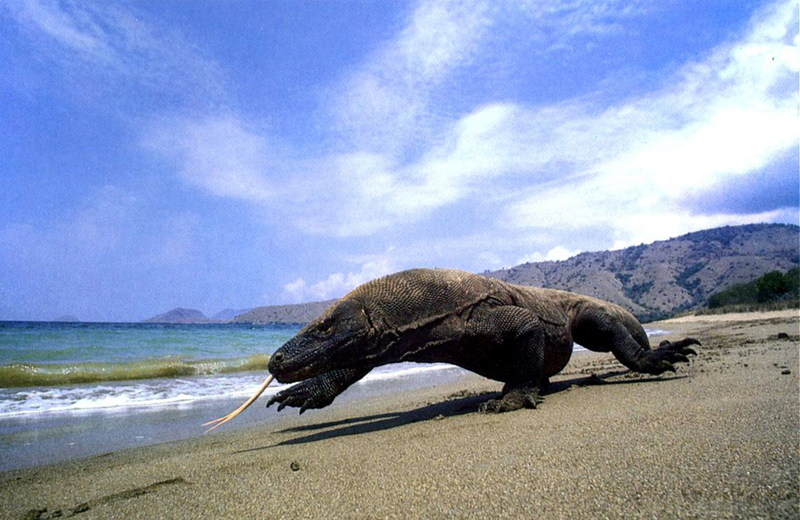 Komodo dragon; DISPLAY FULL IMAGE.