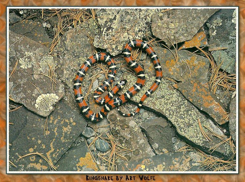 California Mountain Kingsnake (Lampropeltis zonata) {!--캘리포니아산왕뱀-->; DISPLAY FULL IMAGE.