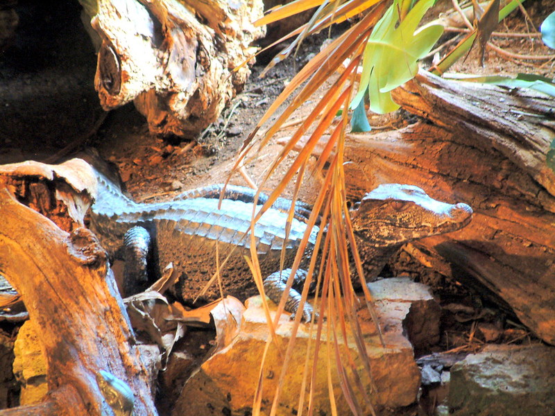 Dwarf Caiman; DISPLAY FULL IMAGE.