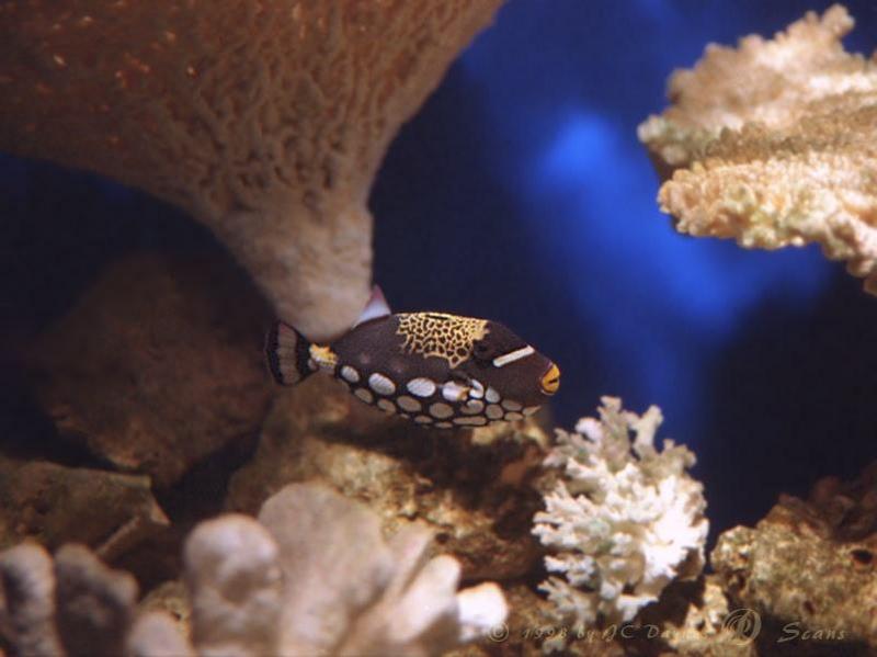 Clown Triggerfish (Balistoides conspicillum) {!--광대파랑쥐치-->; DISPLAY FULL IMAGE.