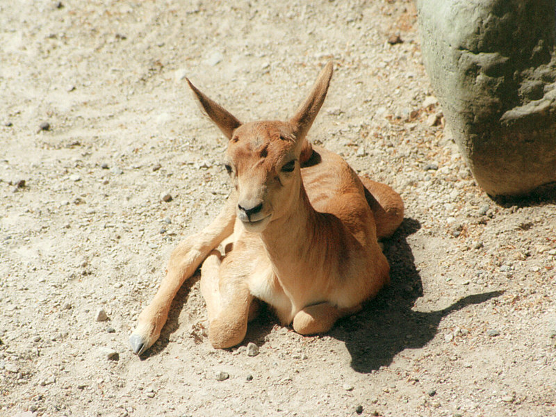 Blackbuck calf; DISPLAY FULL IMAGE.