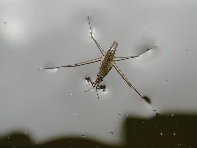 Waterstrider; DISPLAY FULL IMAGE.