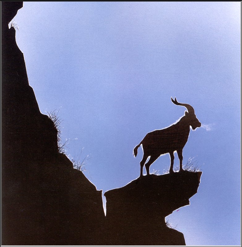 [Extinct Animals] Portuguese Ibex (Capra pyrenaica lusitanica); DISPLAY FULL IMAGE.