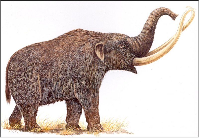 [Extinct Animals] North American Mammoth; DISPLAY FULL IMAGE.