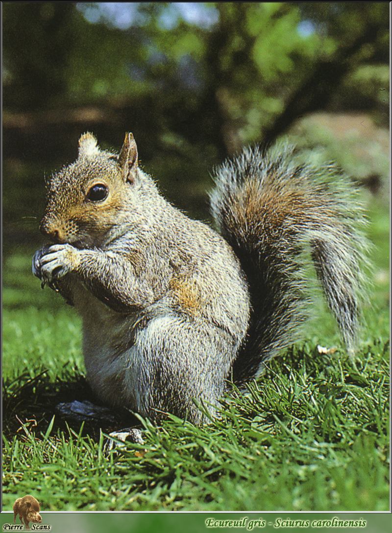 Eastern Gray Squirrel (Sciurus carolinensis) {!--(아메리카)동부회색다람쥐-->; DISPLAY FULL IMAGE.