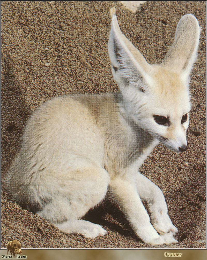 Fennec Fox (Vulpes zerda) {!--페넥여우-->; DISPLAY FULL IMAGE.