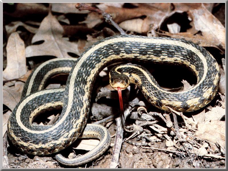 Common Garter Snake (Thamnophis sirtalis) {!--가터얼룩뱀-->; DISPLAY FULL IMAGE.
