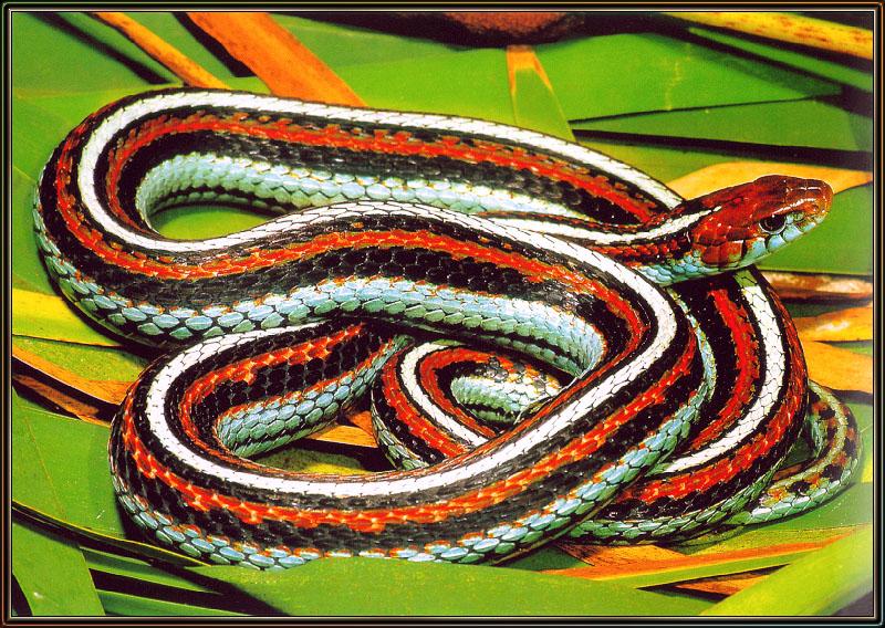 San Francisco Garter Snake (Thamnophis sirtalis tetrataenia) {!--가터얼룩뱀(아종)-->; DISPLAY FULL IMAGE.