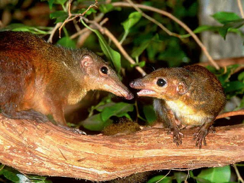 Tree Shrew (Tupaiidae) {!--청서번티기과-->; DISPLAY FULL IMAGE.