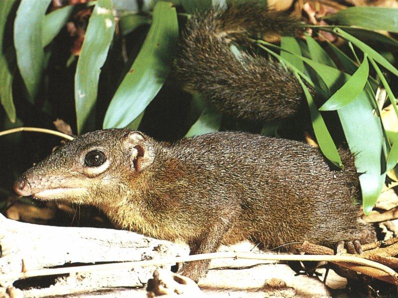 Tree Shrew (Tupaiidae) {!--청서번티기과-->; DISPLAY FULL IMAGE.