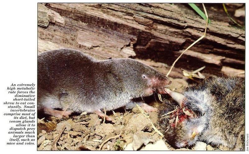 Northern Short-tailed Shrew (Blarina brevicauda) {!--(미국)민꼬리땃쥐-->; DISPLAY FULL IMAGE.