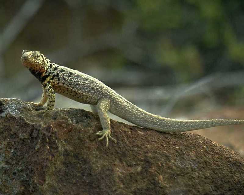 Galapagos Lava Lizard (Microlophus albemarlensis) {!--(갈라파고스)라바도마뱀-->; DISPLAY FULL IMAGE.