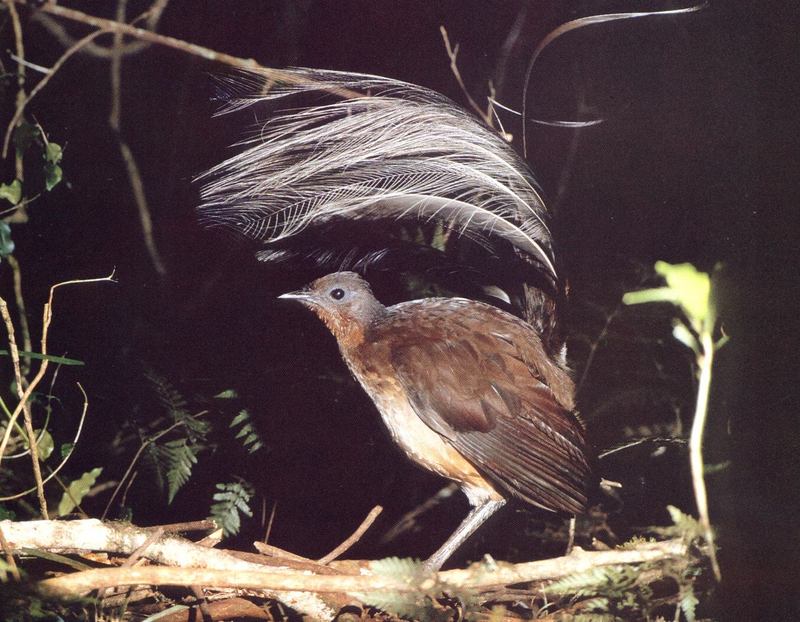 Albert's lyrebird (Menura alberti) {!--알버트거문고새-->; DISPLAY FULL IMAGE.