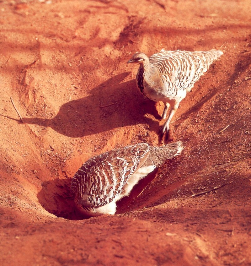 Malleefowl / mallee-fowl (Leipoa ocellata) {!--자색무덤새-->; DISPLAY FULL IMAGE.