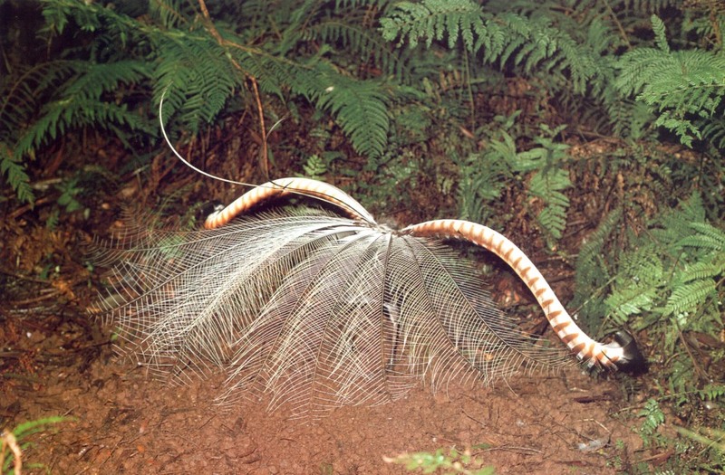 Superb Lyrebird (Menura novaehollandiae) {!--큰거문고새,금조(琴鳥)-->; DISPLAY FULL IMAGE.