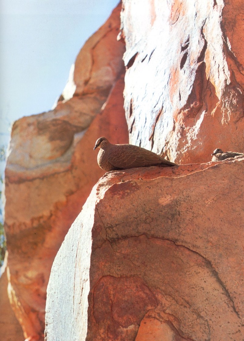 White-quilled Rock-Pigeon (Petrophassa albipennis) {!--흰깃비둘기(호주)-->; DISPLAY FULL IMAGE.