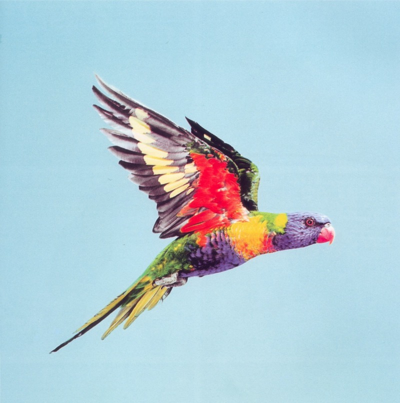 Rainbow Lorikeet (Trichoglossus haematodus) {!--무지개진홍앵무-->; DISPLAY FULL IMAGE.