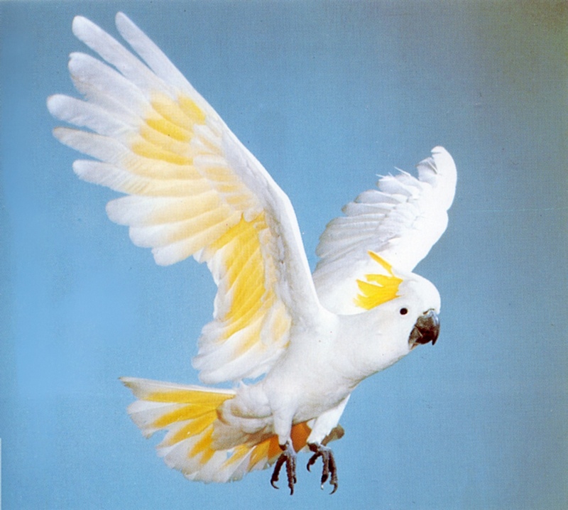 Sulphur-crested Cockatoo (Cacatua galerita) {!--노란관앵무(--冠鸚鵡)-->; DISPLAY FULL IMAGE.