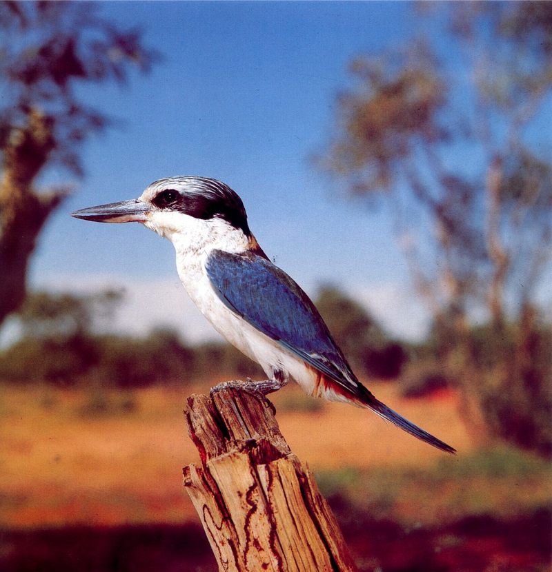 Red-backed Kingfisher (Todirhamphus pyrrhopygia) {!--붉은등물총새-->; DISPLAY FULL IMAGE.