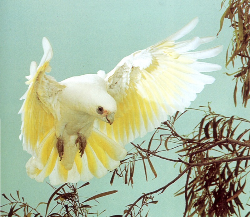 Little Corella (Cacatua sanguinea) {!--붉은이마유황앵무-->; DISPLAY FULL IMAGE.