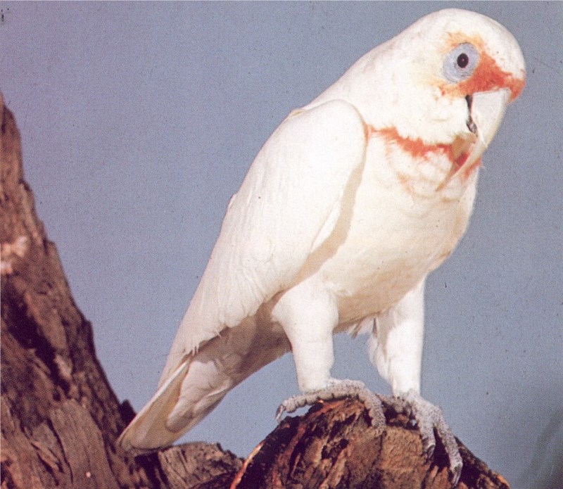 Long-billed Corella (Cacatua tenuirostris) {!--긴부리유황앵무-->; DISPLAY FULL IMAGE.