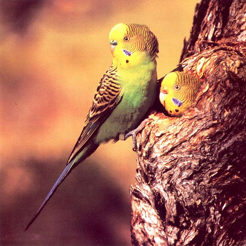 Budgerigar (Melopsittacus undulatus)  {!--사랑앵무-->; DISPLAY FULL IMAGE.