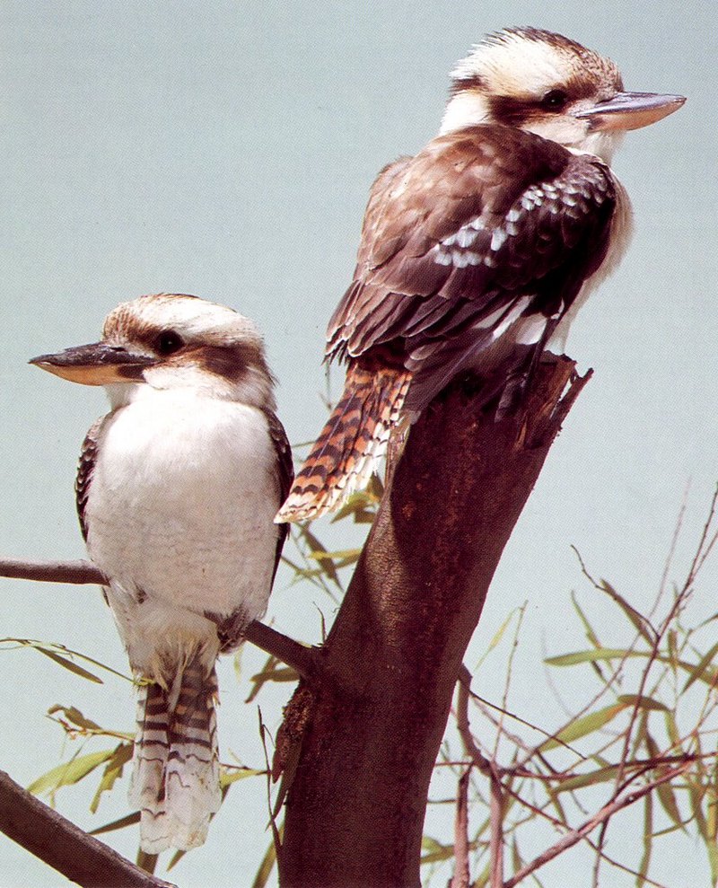 Blue-winged Kookaburra (Dacelo leachii) {!--푸른죽지웃음물총새-->; DISPLAY FULL IMAGE.