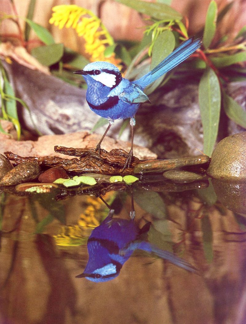 Splendid Fairy-wren (Malurus splendens) {!--서부요정굴뚝새-->; DISPLAY FULL IMAGE.