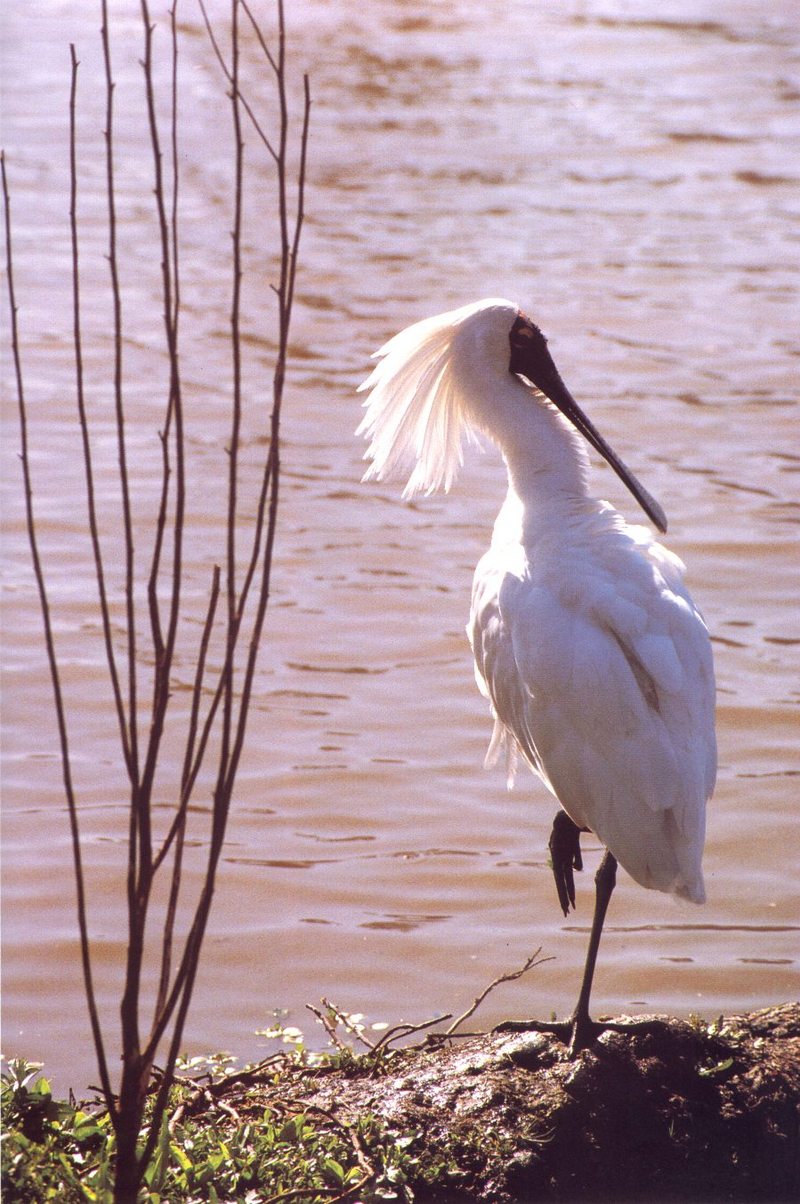 Royal Spoonbill (Platalea regia) {!--황제저어새-->; DISPLAY FULL IMAGE.